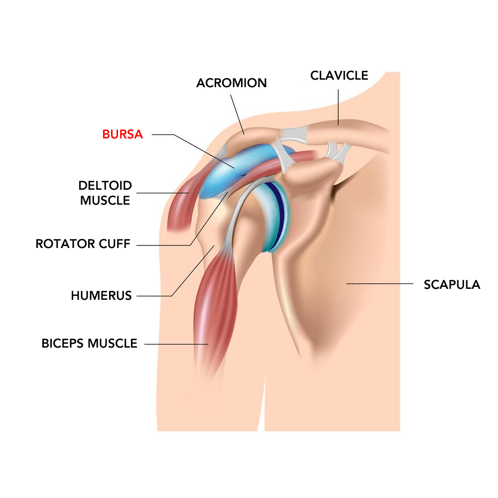 shoulder bursitis anatomy diagram